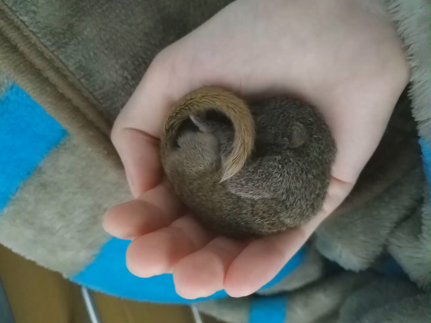 【松鼠】张斗斗成长记录