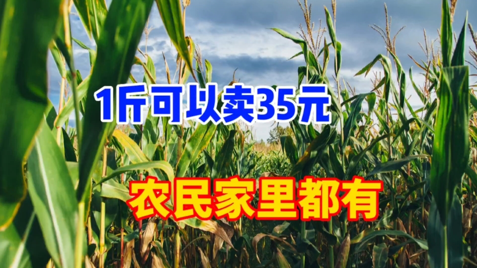 农村赚钱的好项目,收3元卖35元,在农村都有,今年还可以做哔哩哔哩bilibili