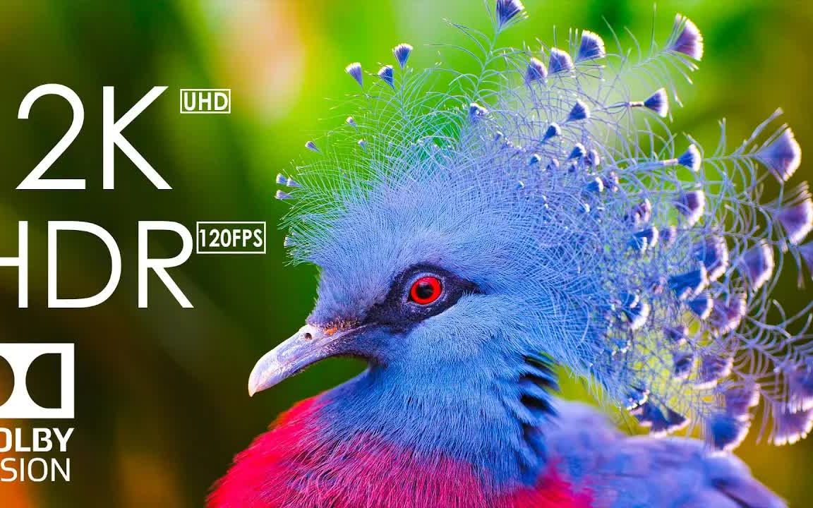 [图]10种美丽的动物 10 Most Beautiful Animals on Planet Earth - 12K Dolby Vision