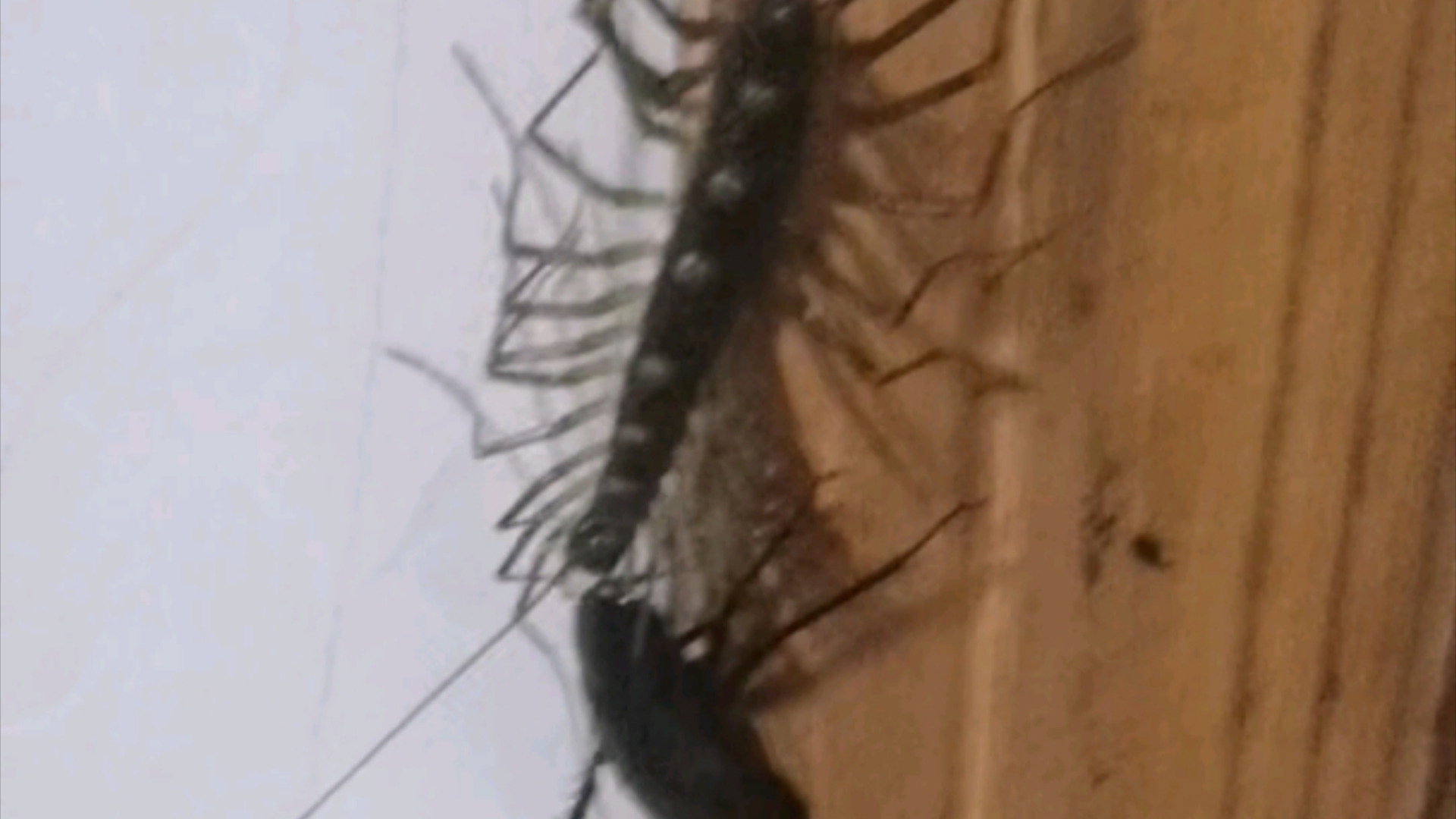蚰蜒捕食蟑螂