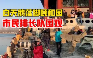 Télécharger la video: 白天鹅落脚颐和园市民排长队围观：有人等候10小时记录起飞瞬间