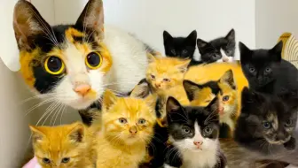 全b站第一个靠救猫上电视的up主 撒花 哔哩哔哩 Bilibili