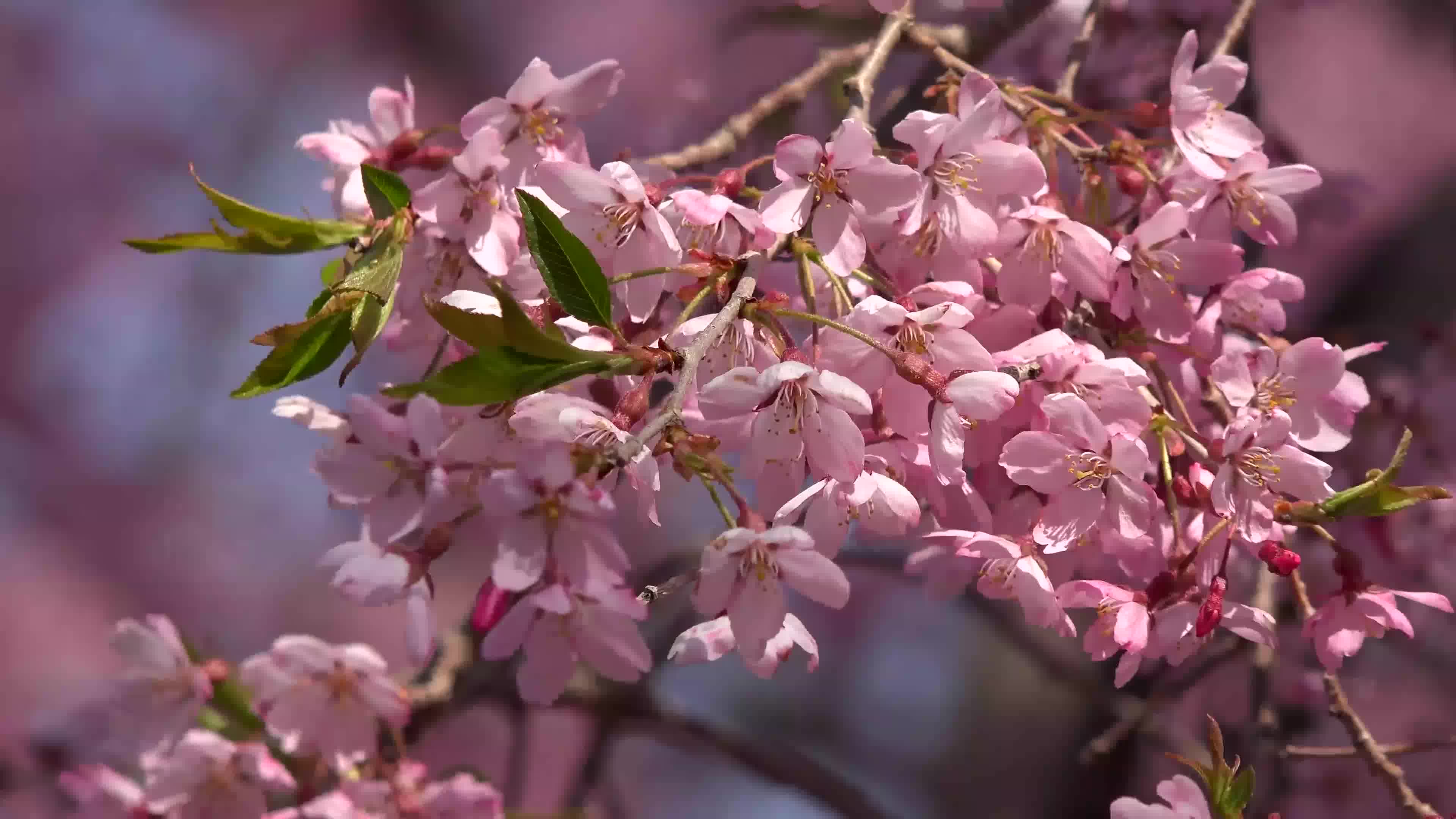 [图]4K高清 盛开的樱花