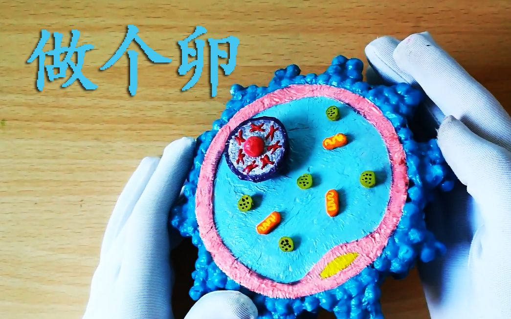 我们一起动手做个卵吧卵母细胞颗粒细胞部分细胞器