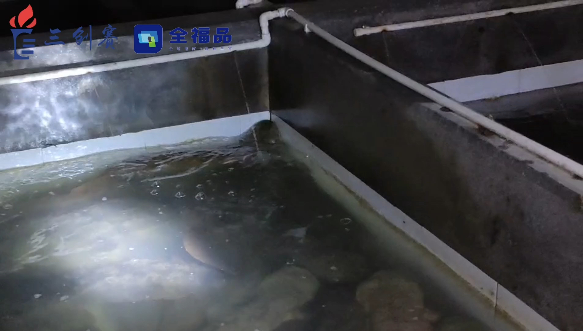 福建省泉州市下涌村娃娃鱼养殖基地