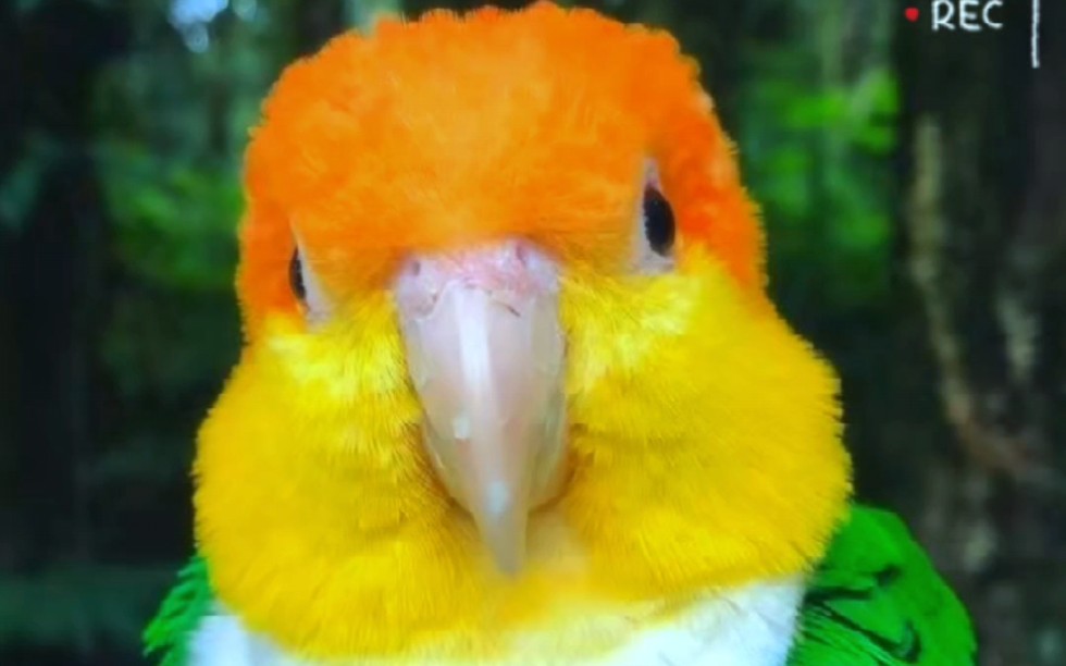 凯克鹦鹉保护动物图片