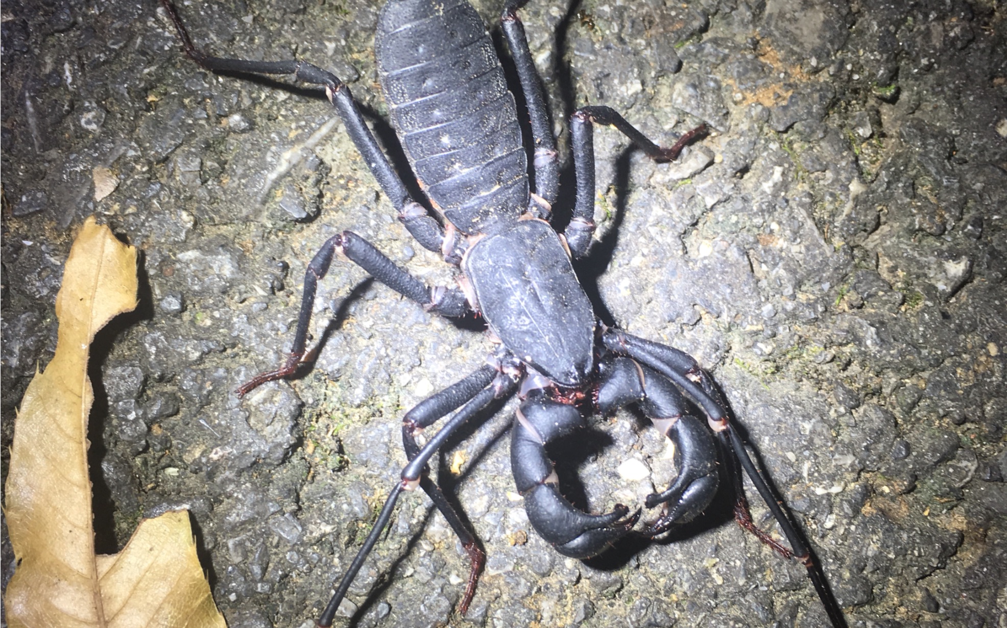 【野生影像记录】-华农校区 雄性 黑盾鞭蝎typopeltis niger_哔哩哔哩