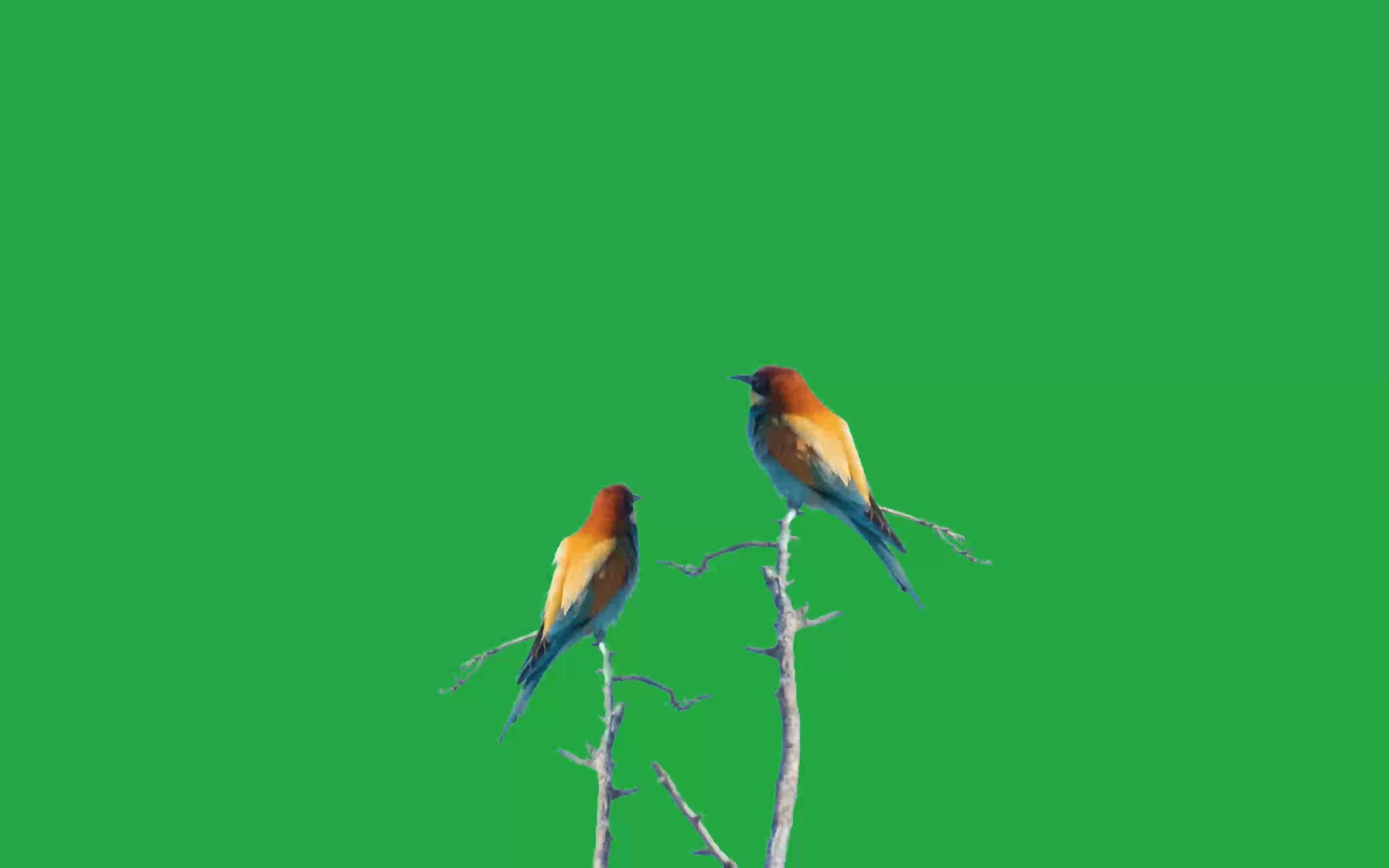 绿幕视频素材小鸟