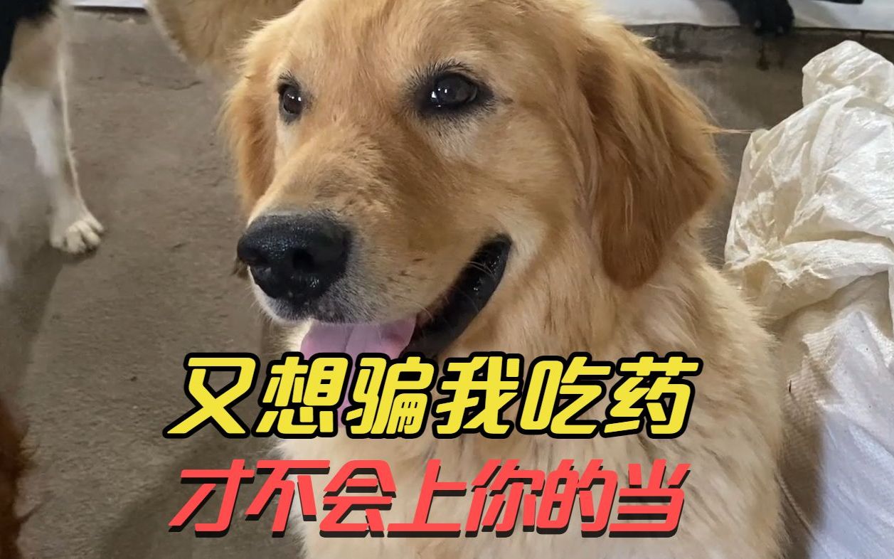 当狗狗面把药放火腿肠里,狗狗嘴角勾起不屑一笑,总有刁民想害我