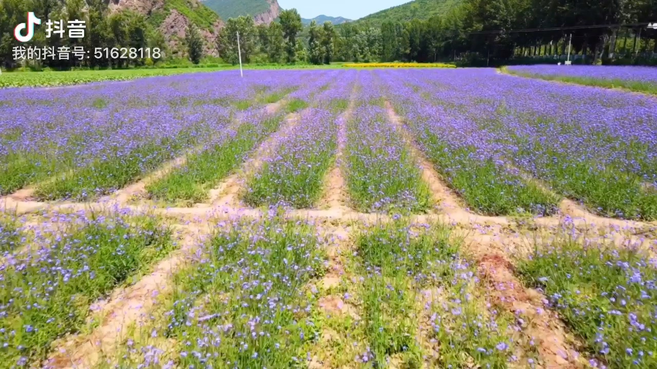 [图]北京·延庆·河南村花海