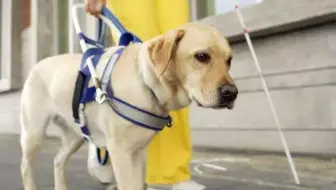 动物块 导盲犬parapwalker感动物语 共演ng宠物sp10 22 哔哩哔哩 Bilibili 动物块 导盲犬parapwalker感动物语 共演ng宠物sp10 22 哔哩哔哩 Bilibili