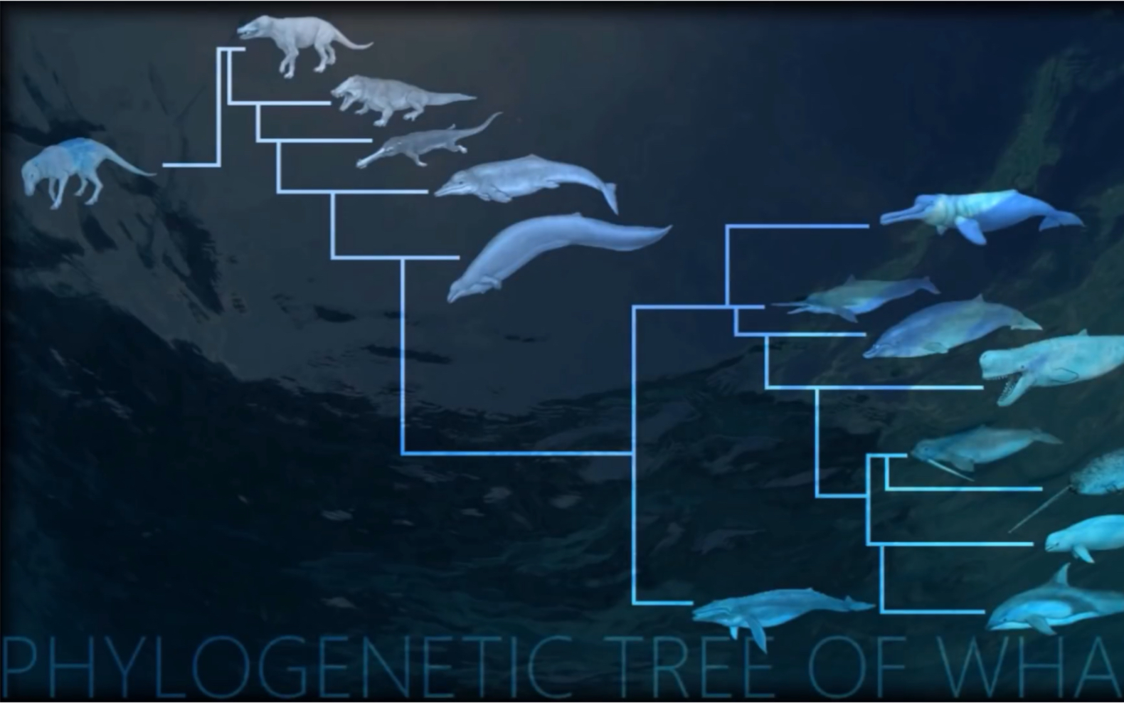 【生肉】鲸目动物的分类与演化哔哩哔哩bilibili