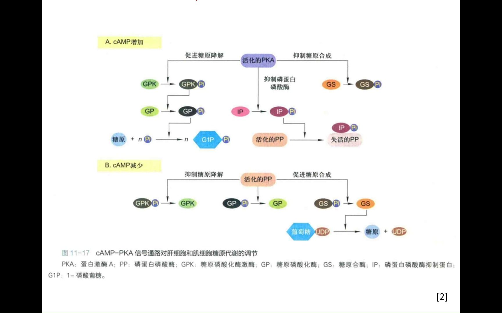 【细胞生物学讨论】9 细胞信号转导(3)GPCR介导通路上哔哩哔哩bilibili