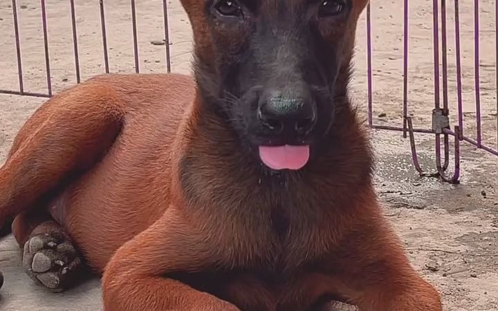 马犬#马犬 #高动力马犬 #爆红小马犬 #看家护院