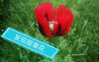 罂粟花 哔哩哔哩 Bilibili