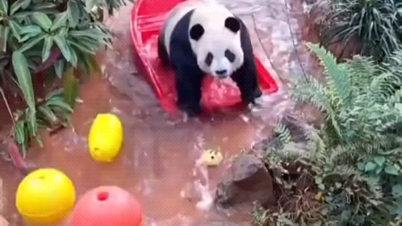 [图]海南大熊猫舜舜一年要过多少个节日