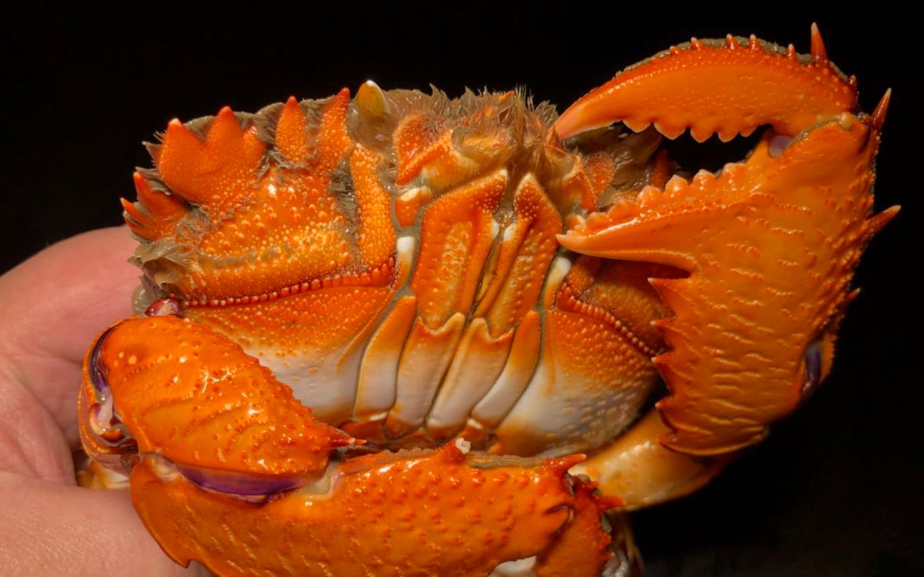 羞羞铁拳蟹竟然如此好吃s1822ha138