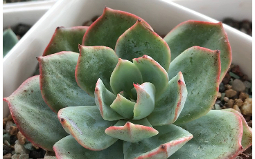 多肉植物 龙赞尼 echeveria lozanoi 1905年被发现 原产地墨西哥