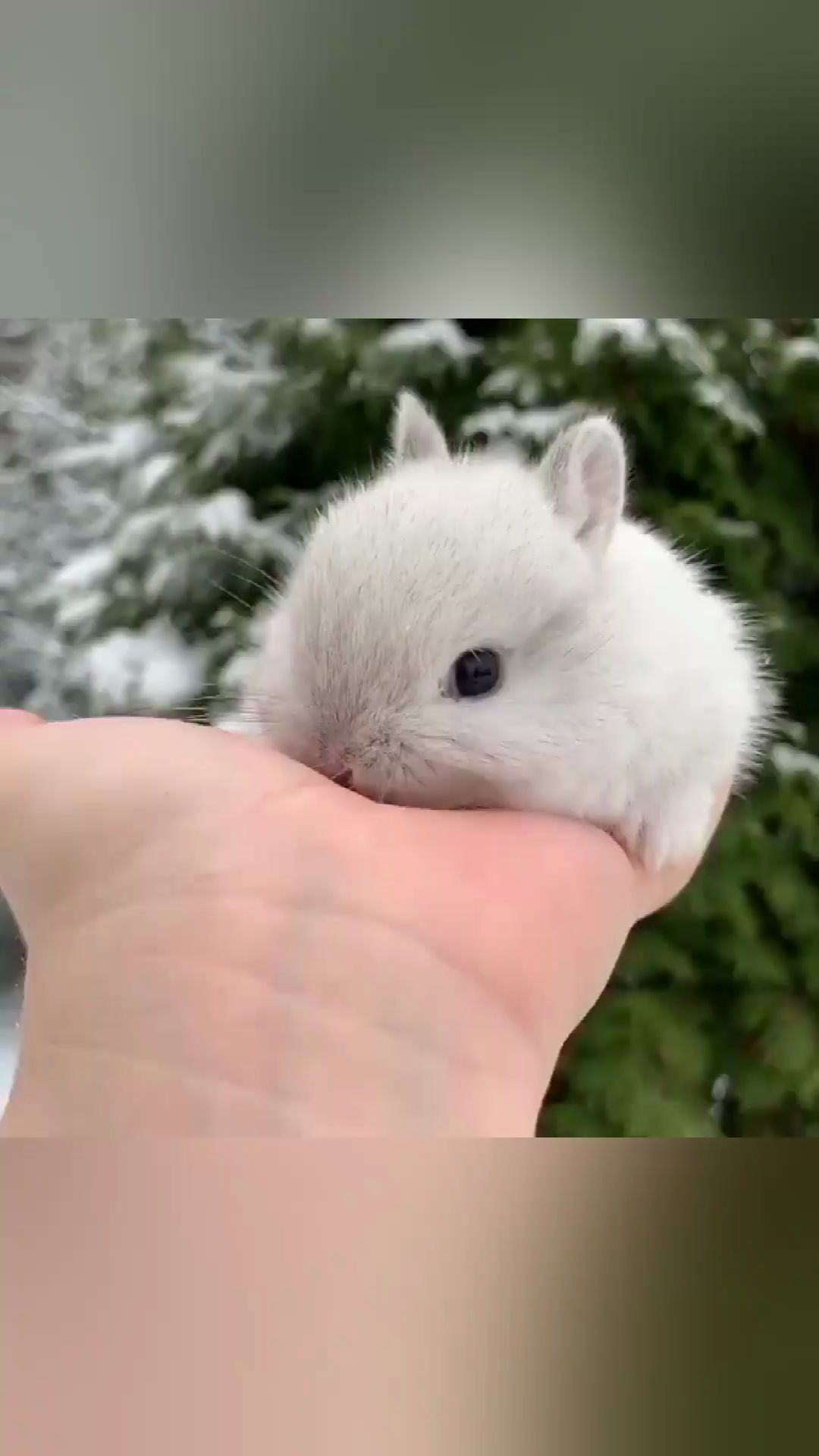 毛绒绒软乎乎的小奶兔兔子是捧在掌心里的小可爱可怜