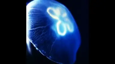 ウミから逃げたいクラゲ HoneyComeBear – クラゲ (Space Jellyfish) Lyrics | Genius Lyrics