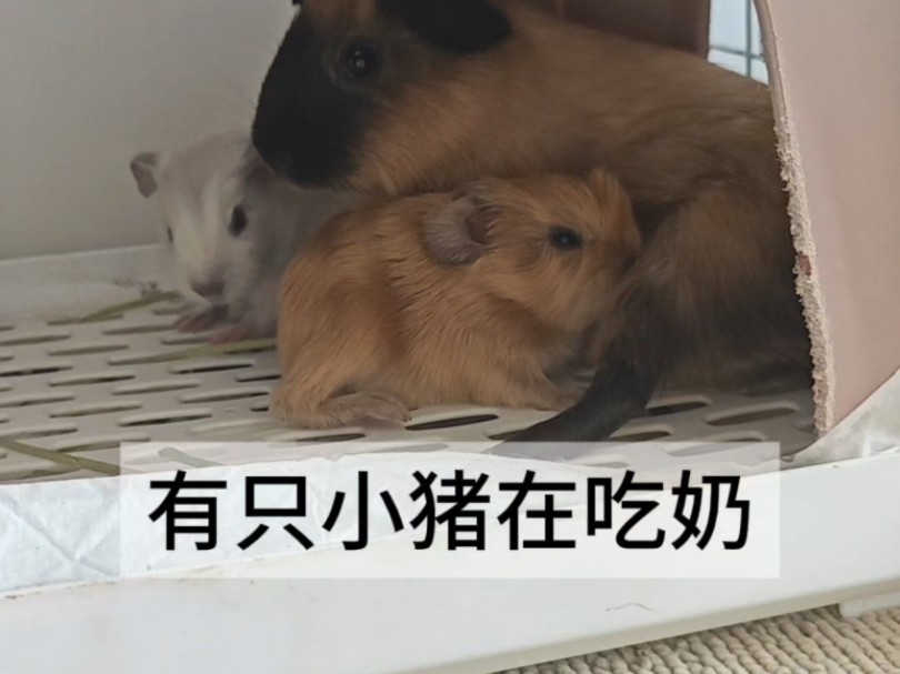 有只小猪在吃奶
