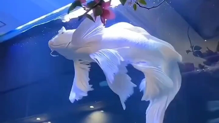白色锦鲤,仙气飘飘,见之者祥