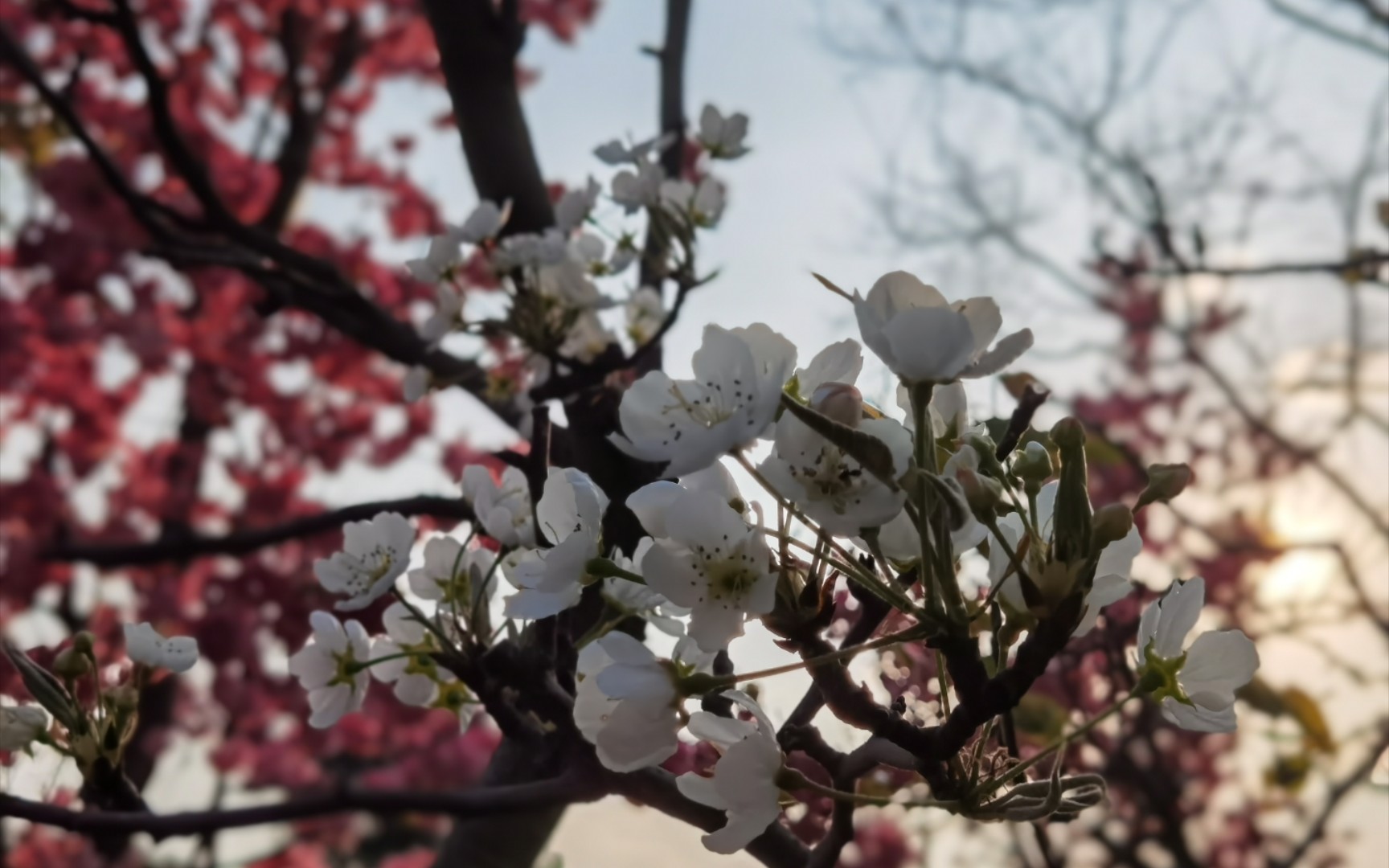 [图]【云大】莺初解语，最是一年春好处。