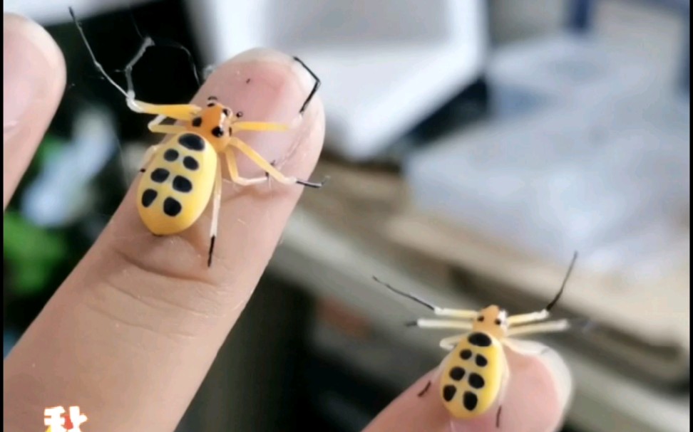 八斑板蟹蛛_哔哩哔哩_bilibili