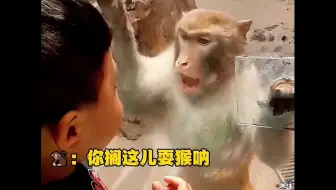 “动物的无语瞬间”