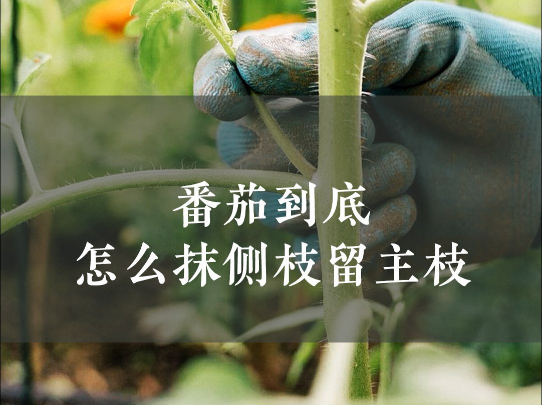 番茄到底怎么抹侧芽留主枝哔哩哔哩bilibili