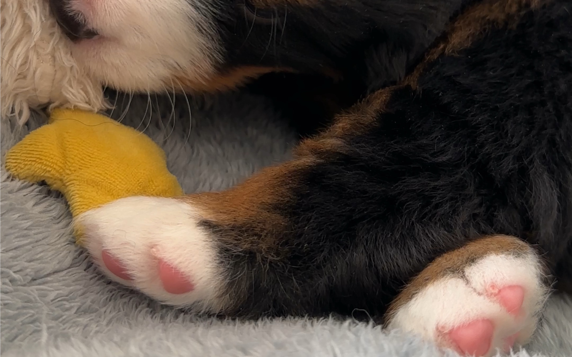 玩耍也要二郎腿装酷