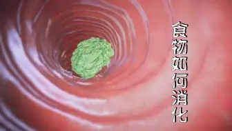 食物从吃进嘴里的那一刻，它将经历哪些过程？