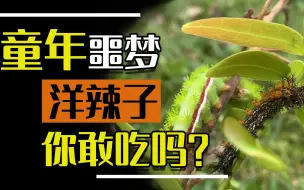 Download Video: 童年噩梦洋辣子，虽然长得丑还有毒，依然躲不过200一斤上餐桌