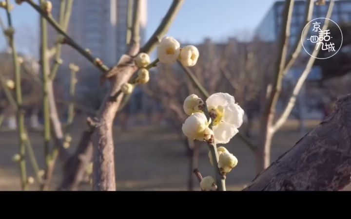 [图]北京食玩 | 春天到明城墙遗址来赏梅！