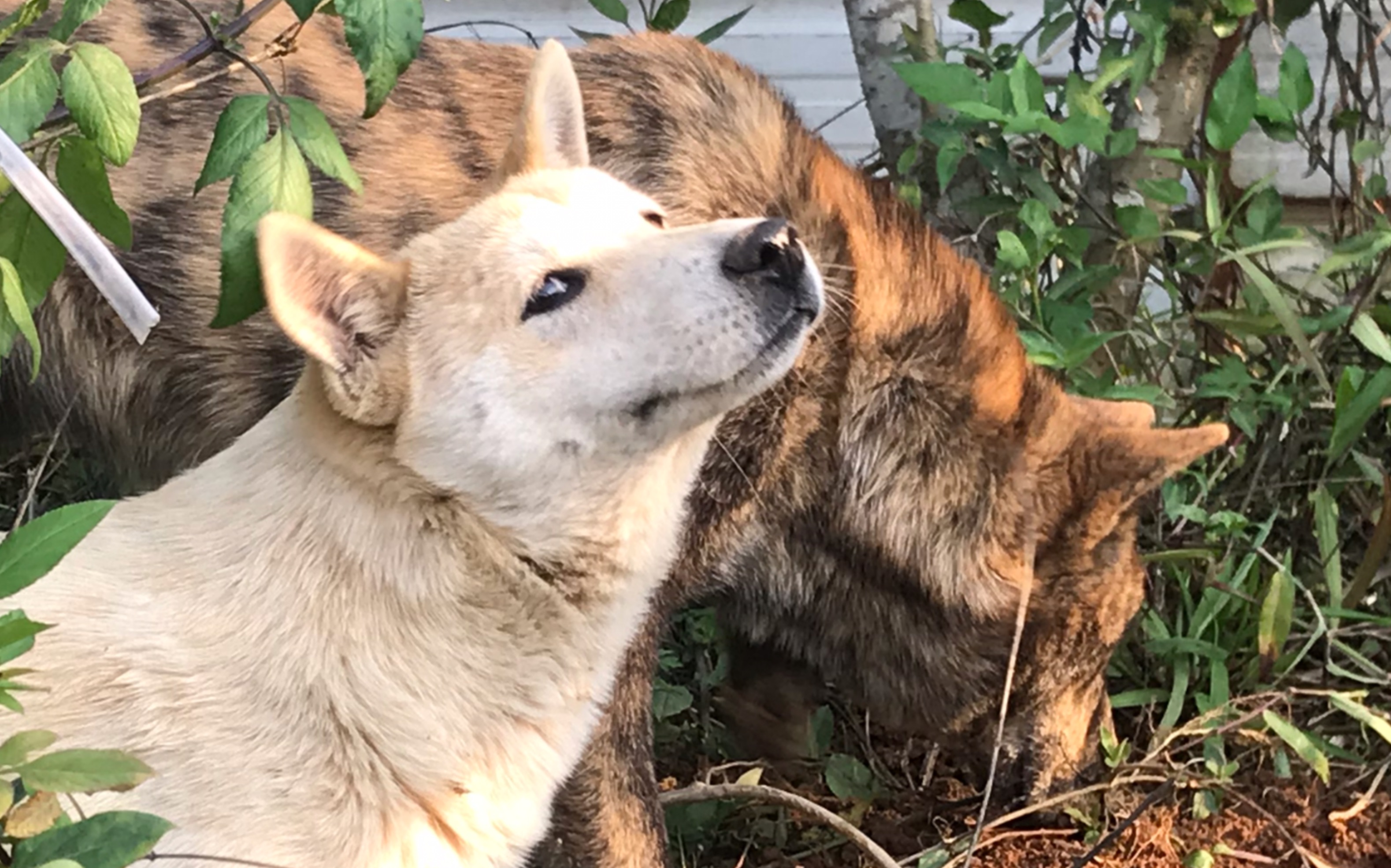 这群土狗就是跟屁精,主人走到哪儿它们就跟哪儿,同时b站小伙伴的弹幕