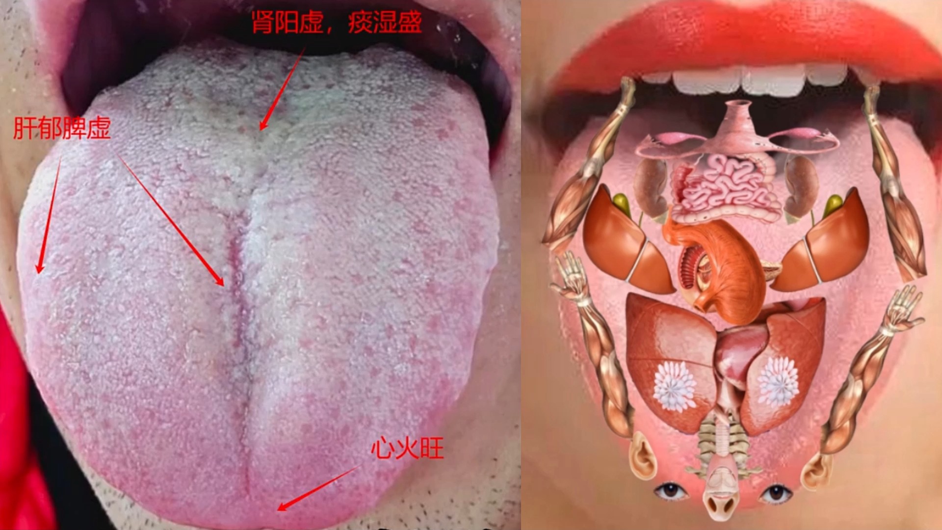 健康正常舌头根的图片图片