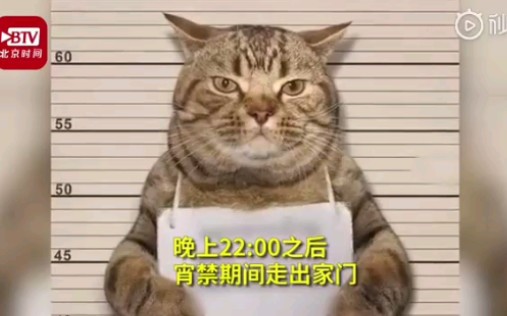 [图]看表情就是社会猫