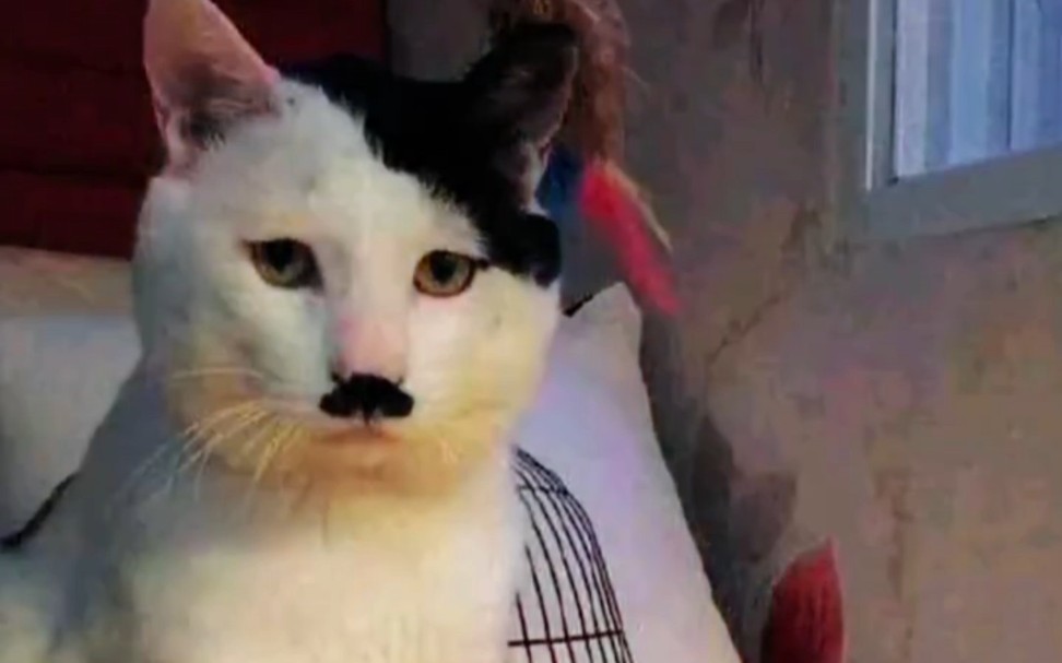 这是希特喵么,这么可爱呢