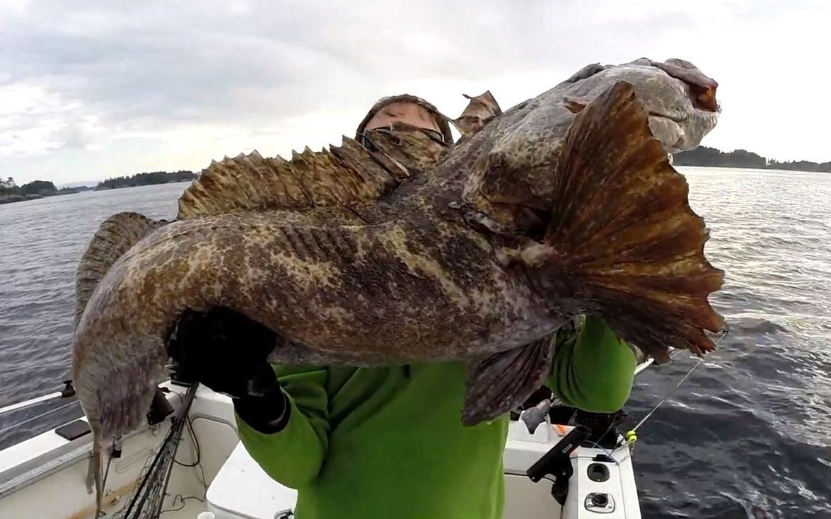 外国人捕捉一条巨大的野生蛇鳕lingcod