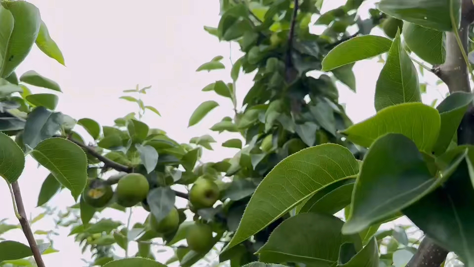 果园现摘新鲜梨子实拍视频