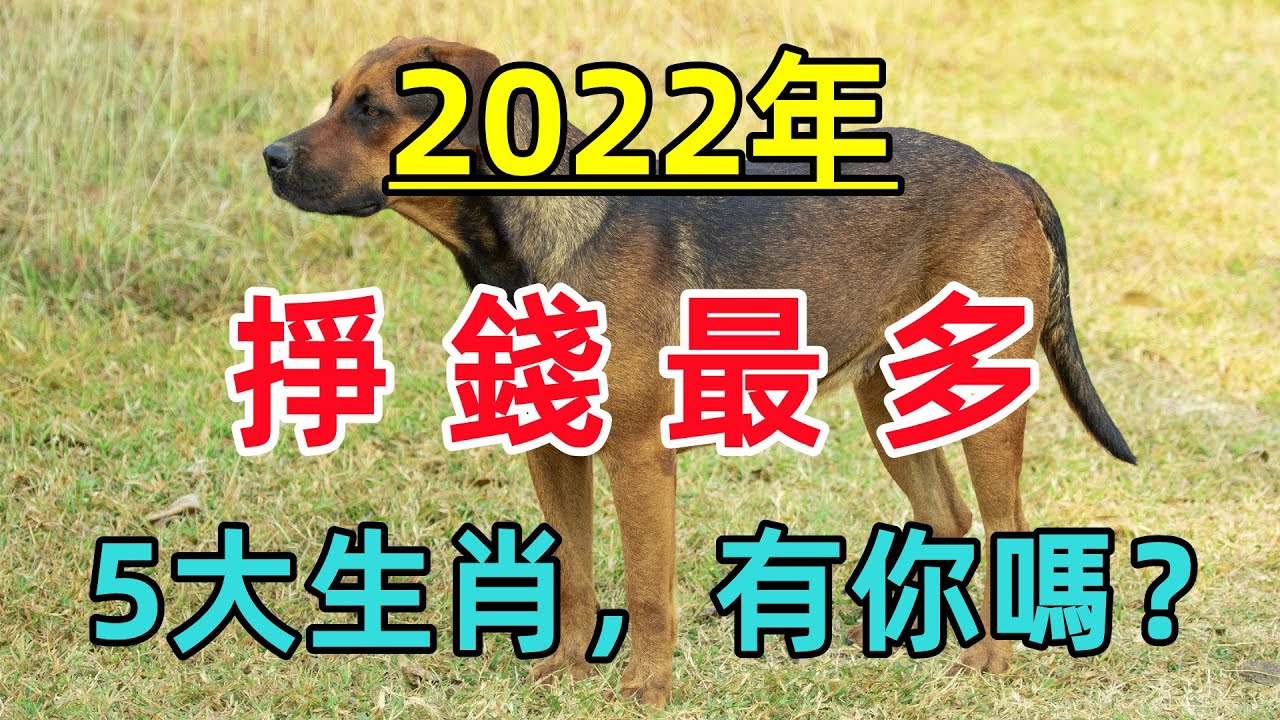 2022年挣钱最多的5大生肖,横财满天飞,大财小财不断!哔哩哔哩bilibili