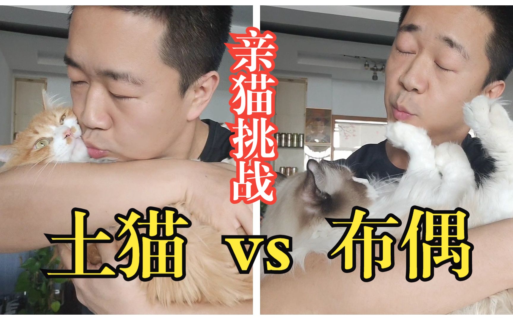 【土猫vs布偶】挑战亲亲.反正我家蓝猫不让亲.哔哩哔哩bilibili