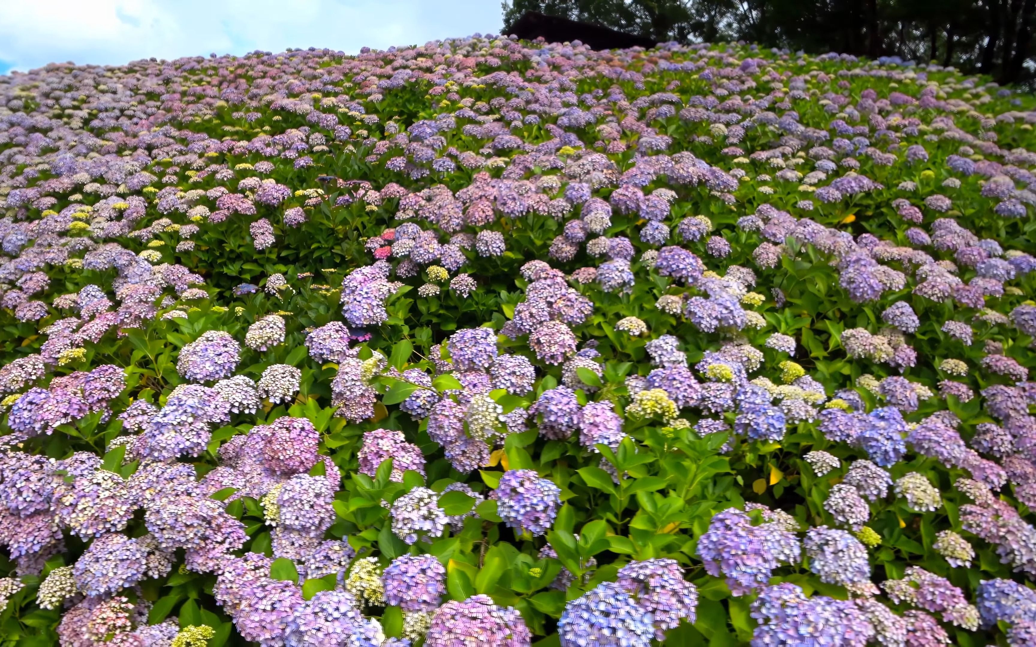 4K 香川万野公园绣球花节、20000 株绣球花哔哩哔哩bilibili