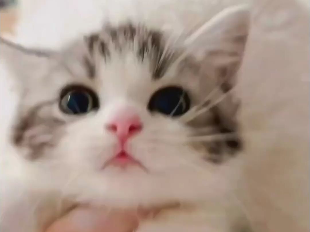 93】"我家小猫咪的超萌日常,每一刻都是治愈系大片!