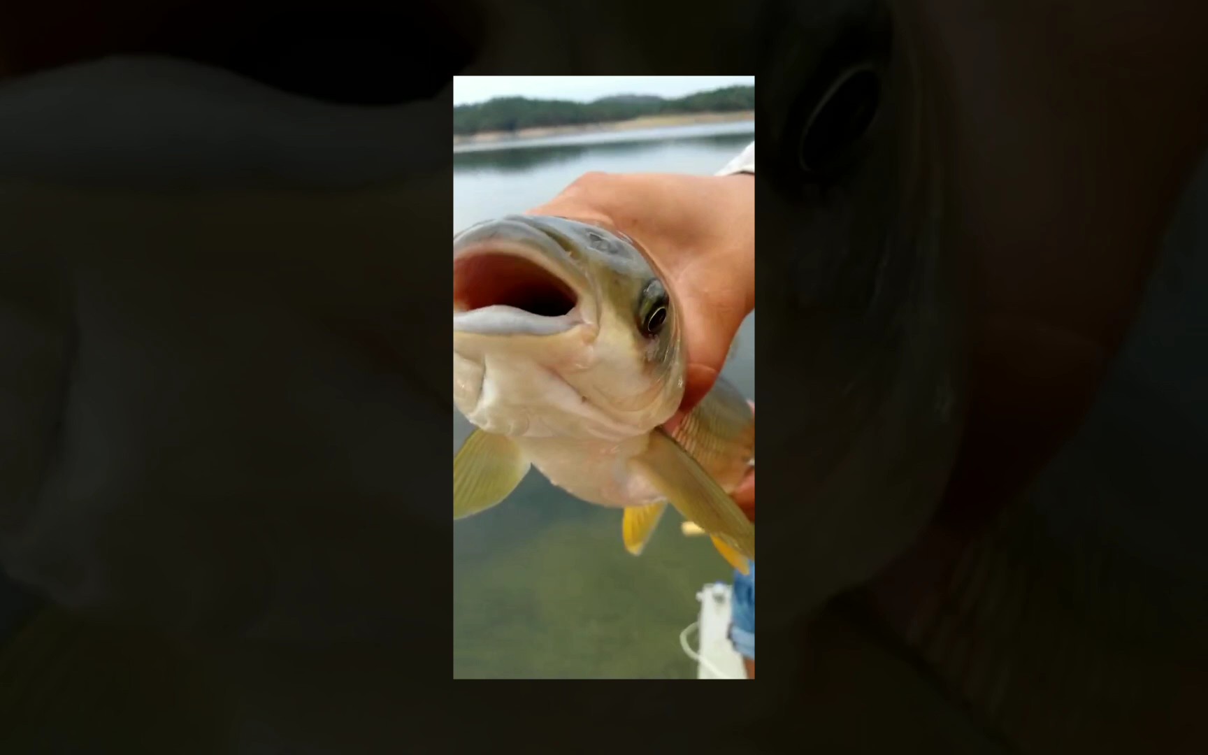 一尾红鲤鱼_哔哩哔哩 (゜-゜)つロ 干杯~-bilibili