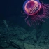 科学家在深海邂逅“烟花水母” 史上仅现10次