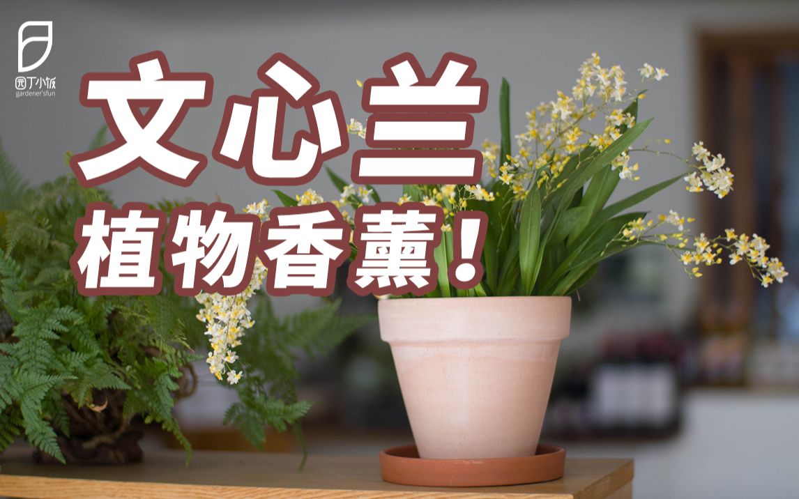 [图]【园丁小饭】好闻又好看的室内植物，选文心兰准没错！