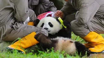 Скачать видео: 今天是人多猫少的一天，哈哈哈哈哈。四个奶爸奶妈给大兔家两个崽子喂盆盆奶。【大熊猫】