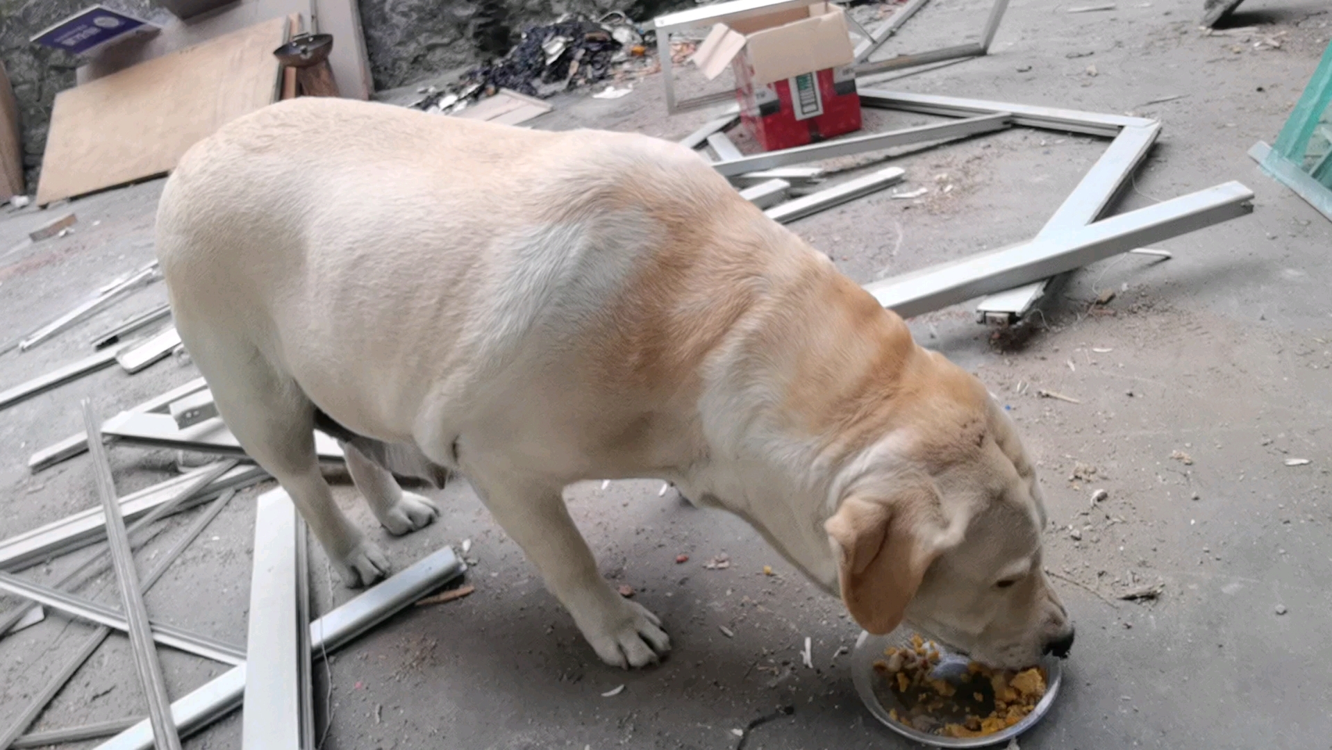 拉布拉猪,吃嘛嘛香