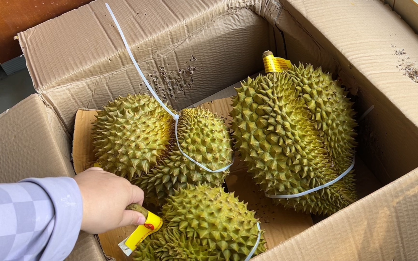 一口气买了整箱的榴莲,今天开个寿桃形状的,大家一起猜猜果肉多少,你